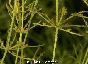 in the chara meadows
of the Suhrer See. by Chris Krambeck 